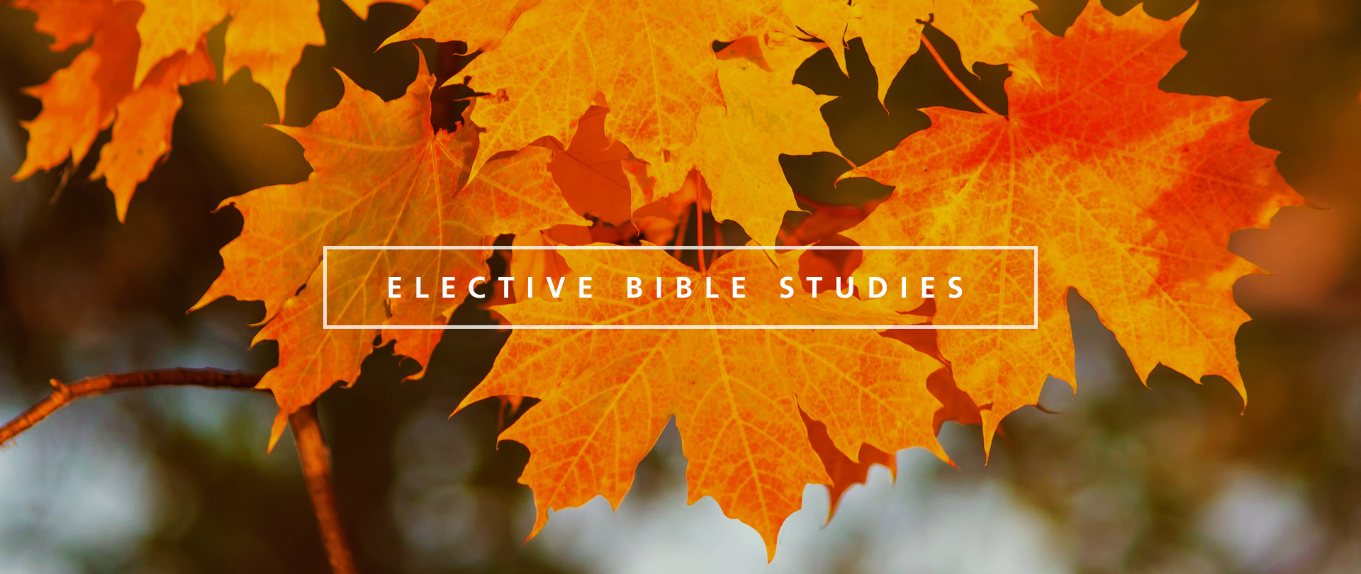 Fall Elective Bible Studies
Wednesdays, 6:30–8:00 PM
Module 1 begins September 10
Register now!
