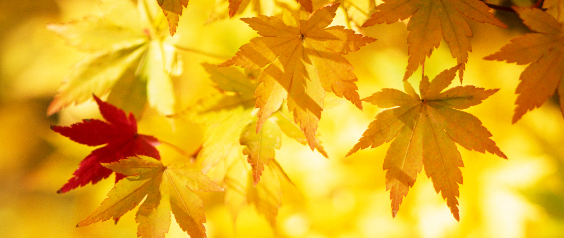 <p>Young Adult&nbsp;Fall Fellowship<br />
Saturday, September 27<br />
CLC 1400</p>
