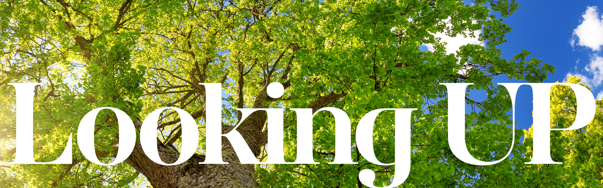 <p>Looking Up<br />
<em>Calvary news every Friday!</em></p>
