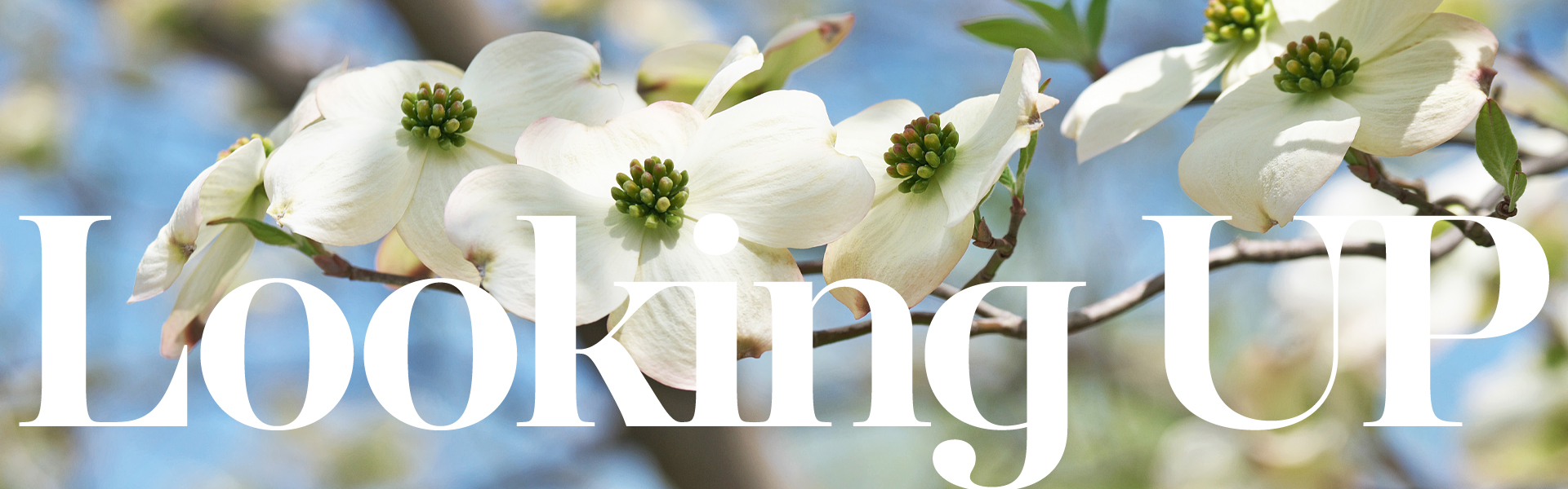 <p>Looking Up<br />
<em>Calvary news every Friday!</em></p>
