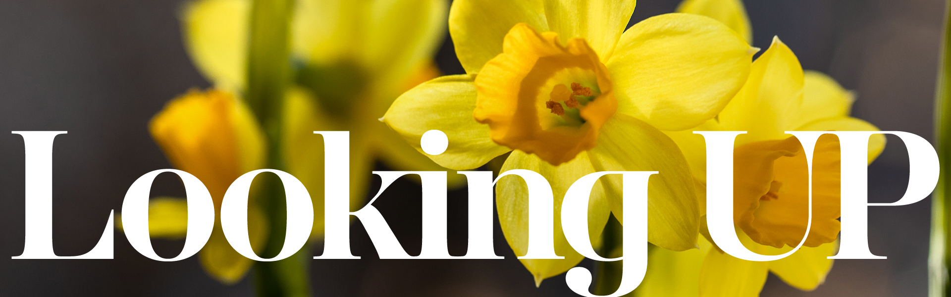 <p>Looking Up<br />
<em>Calvary news every Friday!</em></p>
