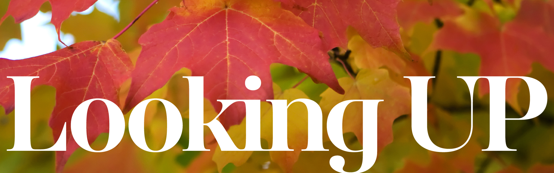 <p>Looking Up<br />
<em>Calvary news every Friday!</em></p>
