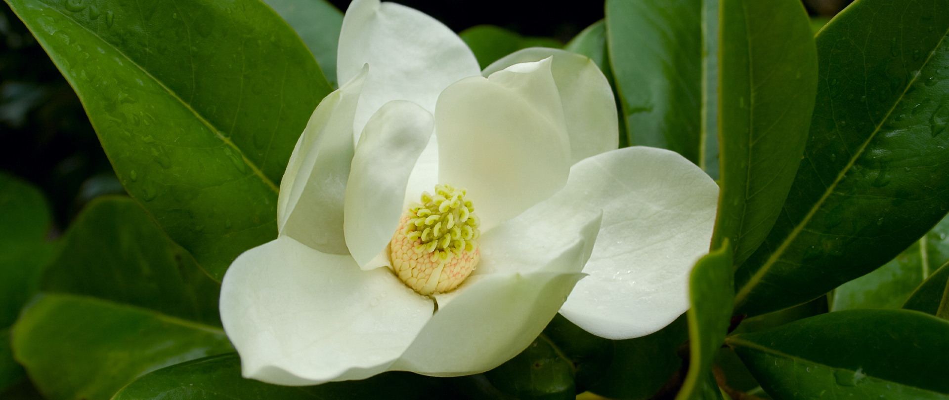 Magnolia Memorial Gardens
