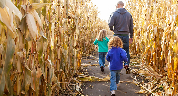 Family Corn Maze
