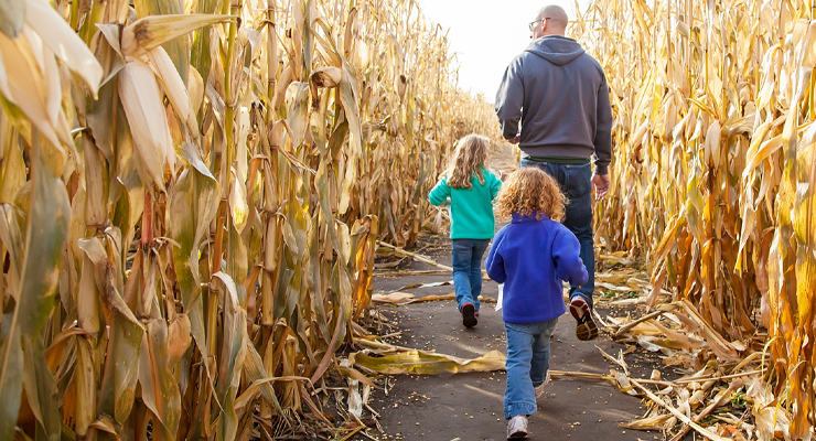 Family Corn Maze
